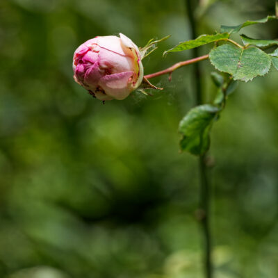 Canon EOS 5D Mark II | f/6.3 | 1/1600sec | ISO-640 | 200mm | 2024-05-05 10:49:15 | Copyright: GFREE-PHOTO