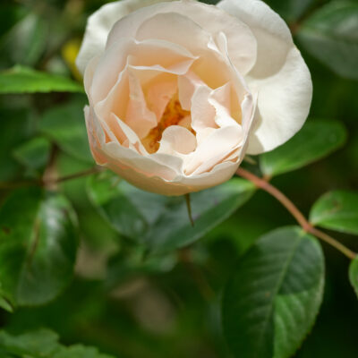 Canon EOS 5D Mark II | f/6.3 | 1/640sec | ISO-640 | 200mm | 2024-05-05 10:49:32 | Copyright: GFREE-PHOTO
