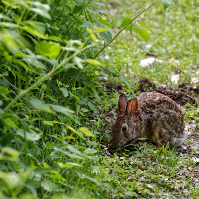 Canon EOS 5D Mark II | f/6.3 | 1/640sec | ISO-640 | 200mm | 2024-05-05 11:27:27 | Copyright: GFREE-PHOTO