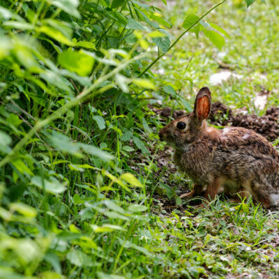 Canon EOS 5D Mark II | f/6.3 | 1/640sec | ISO-640 | 200mm | 2024-05-05 11:27:35 | Copyright: GFREE-PHOTO