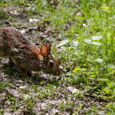 Canon EOS 5D Mark II | f/6.3 | 1/1000sec | ISO-640 | 200mm | 2024-05-05 11:28:22 | Copyright: GFREE-PHOTO