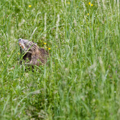 Canon EOS 5D Mark II | f/6.3 | 1/1600sec | ISO-640 | 200mm | 2024-05-05 11:35:22 | Copyright: GFREE-PHOTO