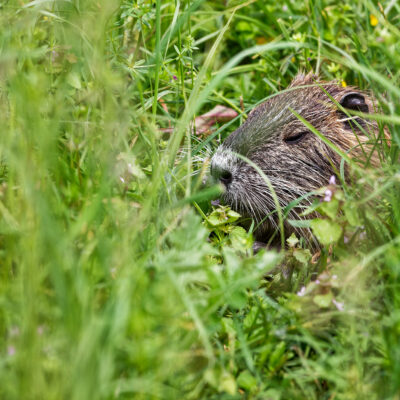 Canon EOS 5D Mark II | f/6.3 | 1/1600sec | ISO-640 | 200mm | 2024-05-05 11:37:22 | Copyright: GFREE-PHOTO