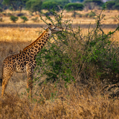 Canon EOS R7 | f/8 | 1/400sec | ISO-250 | 400mm | 2024-10-30 14:21:42 | Copyright: GFREE-PHOTO