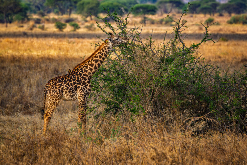 Canon EOS R7 | f/8 | 1/400sec | ISO-250 | 400mm | 2024-10-30 14:21:42 | Copyright: GFREE-PHOTO