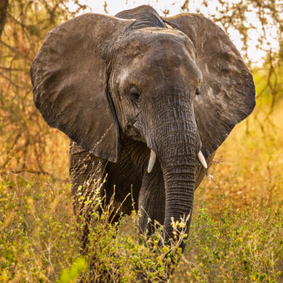 Canon EOS R7 | f/8 | 1/640sec | ISO-1600 | 400mm | 2024-10-30 14:55:29 | Copyright: GFREE-PHOTO