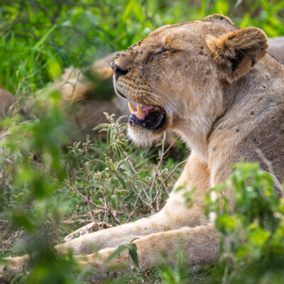 Canon EOS R7 | f/8 | 1/640sec | ISO-1250 | 400mm | 2024-11-02 13:43:37 | Copyright: GFREE-PHOTO