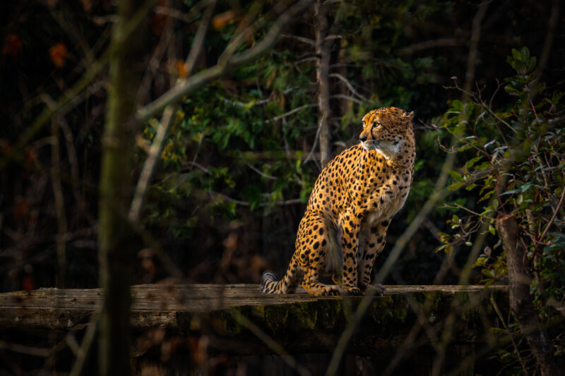 Canon EOS R7 | f/7.1 | 1/400sec | ISO-1000 | 400mm | 2025-01-04 11:22:42 | Copyright: GFREE-PHOTO