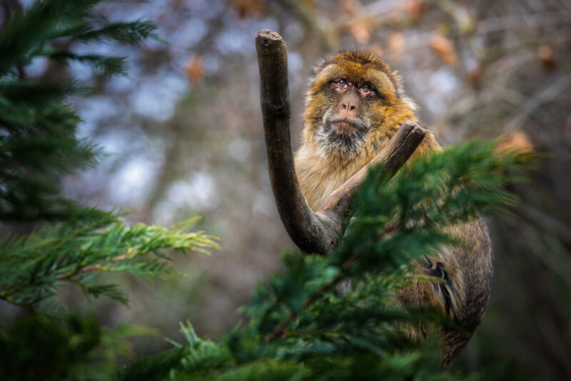 Canon EOS R7 | f/8 | 1/400sec | ISO-1600 | 400mm | 2025-01-04 11:50:32 | Copyright: GFREE-PHOTO