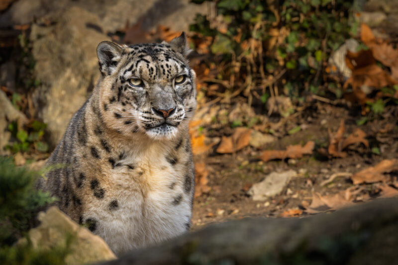 Canon EOS R7 | f/8 | 1/400sec | ISO-800 | 400mm | 2025-01-04 14:35:16 | Copyright: GFREE-PHOTO