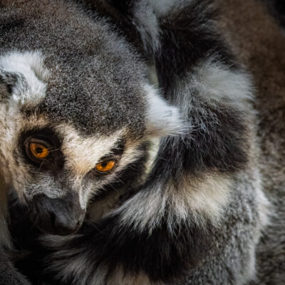 Lemuri - Natura Viva
