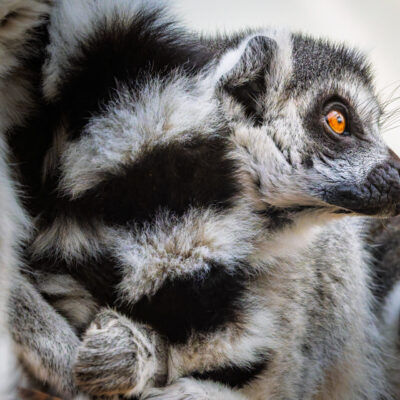Lemuri - Natura Viva
