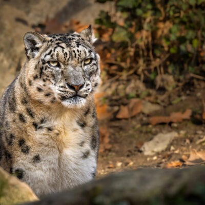 Leopardo delle nevi - Natura Viva