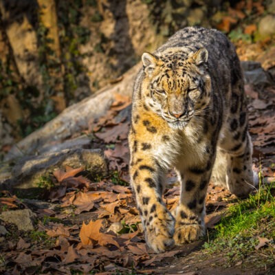 Leopardo delle nevi - Natura Viva