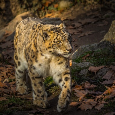 Leopardo delle nevi - Natura Viva