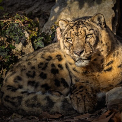 Leopardo delle nevi - Natura Viva