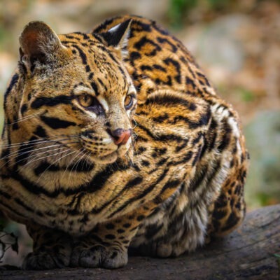 Ocelot - Natura Viva