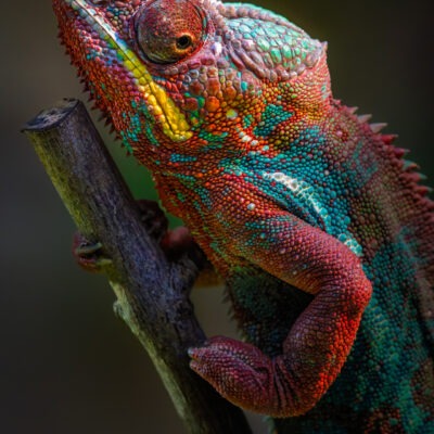 Natura Viva