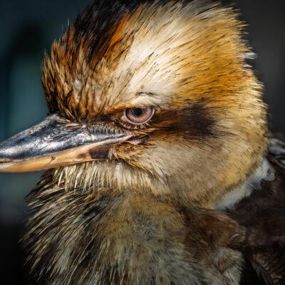 Oasi di Sant'Alessio - Kookaburra