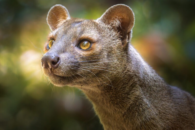 Fossa