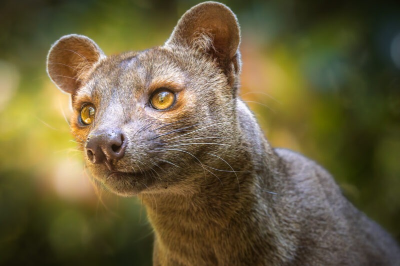 Fossa