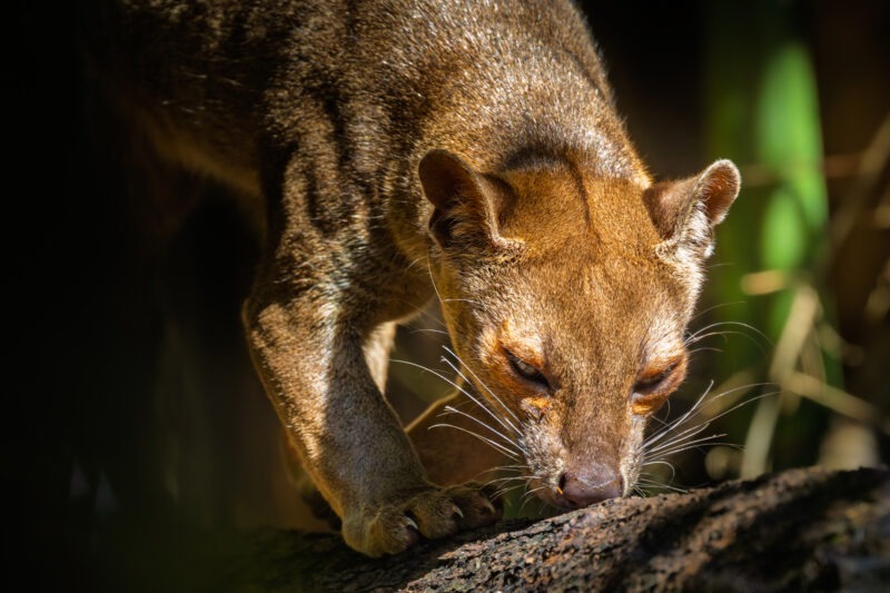 Fossa