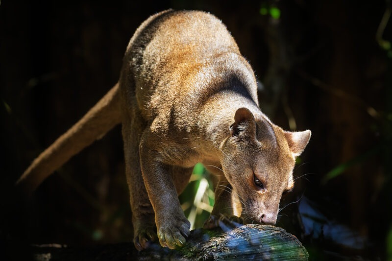 Fossa