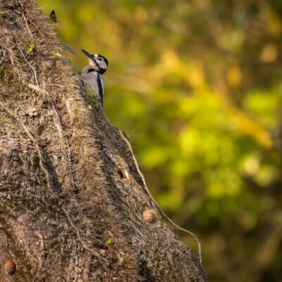 Canon EOS R7 | f/8 | 1/500sec | ISO-640 | 400mm | 2025-04-05 13:05:12 | Copyright: GFREE-PHOTO