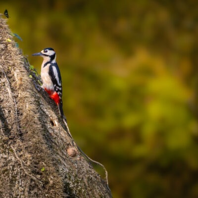 Canon EOS R7 | f/8 | 1/500sec | ISO-800 | 400mm | 2025-04-05 13:05:20 | Copyright: GFREE-PHOTO
