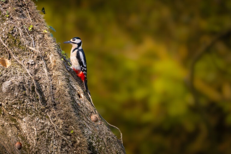 Canon EOS R7 | f/8 | 1/500sec | ISO-800 | 400mm | 2025-04-05 13:05:20 | Copyright: GFREE-PHOTO