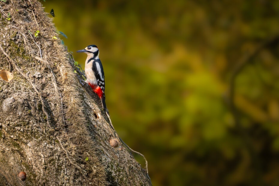 Canon EOS R7 | f/8 | 1/500sec | ISO-800 | 400mm | 2025-04-05 13:05:20 | Copyright: GFREE-PHOTO