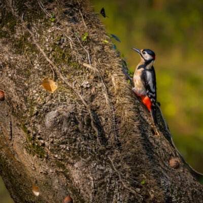 Canon EOS R7 | f/8 | 1/500sec | ISO-640 | 400mm | 2025-04-05 13:05:22 | Copyright: GFREE-PHOTO