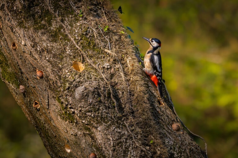 Canon EOS R7 | f/8 | 1/500sec | ISO-640 | 400mm | 2025-04-05 13:05:22 | Copyright: GFREE-PHOTO