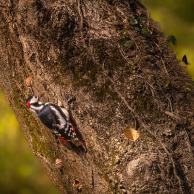 Canon EOS R7 | f/8 | 1/500sec | ISO-640 | 400mm | 2025-04-05 13:05:26 | Copyright: GFREE-PHOTO