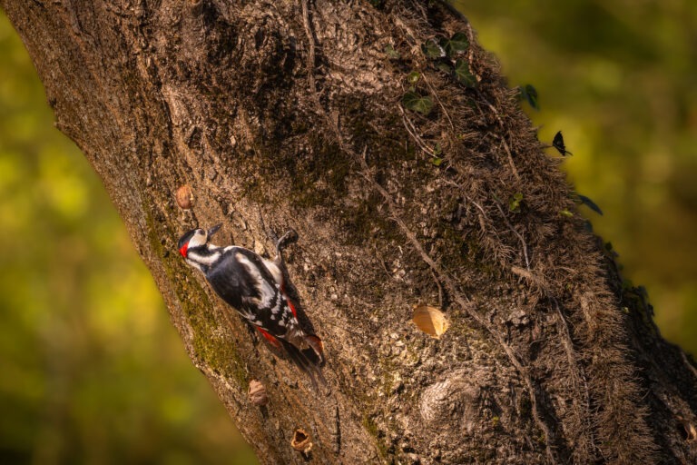 Canon EOS R7 | f/8 | 1/500sec | ISO-640 | 400mm | 2025-04-05 13:05:26 | Copyright: GFREE-PHOTO