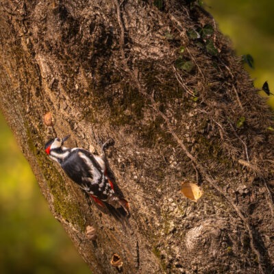 Canon EOS R7 | f/8 | 1/500sec | ISO-640 | 400mm | 2025-04-05 13:05:26 | Copyright: GFREE-PHOTO