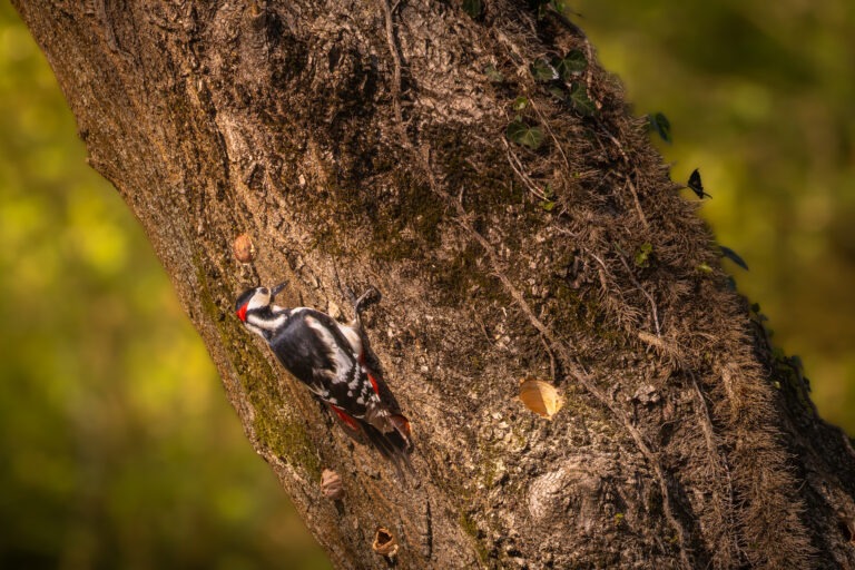 Canon EOS R7 | f/8 | 1/500sec | ISO-640 | 400mm | 2025-04-05 13:05:26 | Copyright: GFREE-PHOTO
