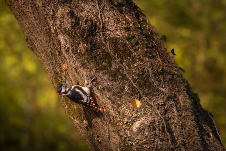 Canon EOS R7 | f/8 | 1/500sec | ISO-640 | 400mm | 2025-04-05 13:05:28 | Copyright: GFREE-PHOTO