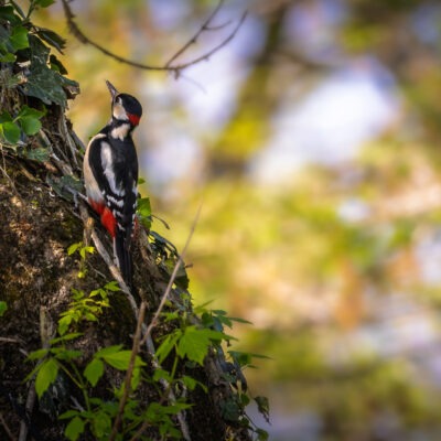 Canon EOS R7 | f/8 | 1/500sec | ISO-500 | 400mm | 2025-04-05 13:05:38 | Copyright: GFREE-PHOTO