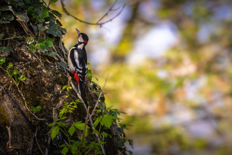 Canon EOS R7 | f/8 | 1/500sec | ISO-500 | 400mm | 2025-04-05 13:05:38 | Copyright: GFREE-PHOTO