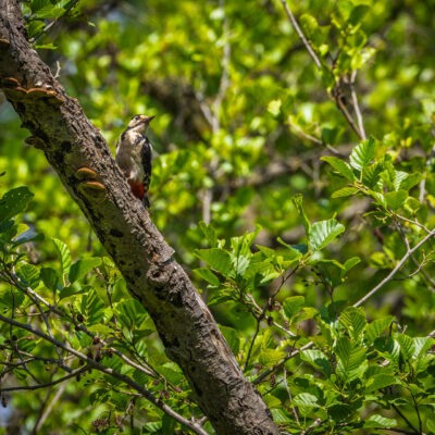 Canon EOS R7 | f/8 | 1/640sec | ISO-500 | 400mm | 2025-05-24 11:05:26 | Copyright: GFREE-PHOTO