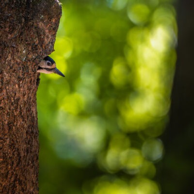 Canon EOS R7 | f/7.1 | 1/640sec | ISO-2000 | 400mm | 2025-05-24 12:07:31 | Copyright: GFREE-PHOTO