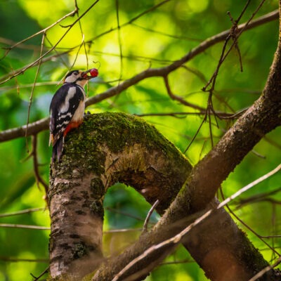 Canon EOS R7 | f/6.3 | 1/1600sec | ISO-6400 | 400mm | 2025-05-24 12:19:35 | Copyright: GFREE-PHOTO