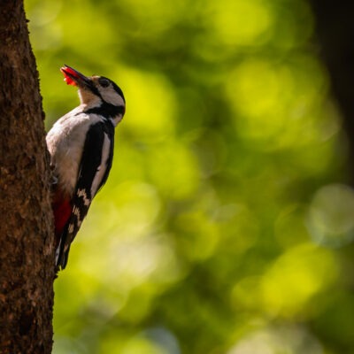 Canon EOS R7 | f/6.3 | 1/1600sec | ISO-2500 | 400mm | 2025-05-24 12:50:20 | Copyright: GFREE-PHOTO