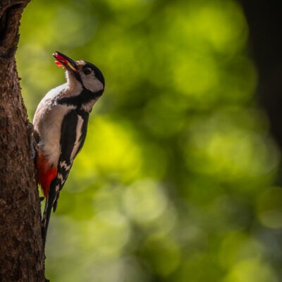 Canon EOS R7 | f/6.3 | 1/1600sec | ISO-2000 | 400mm | 2025-05-24 12:50:21 | Copyright: GFREE-PHOTO