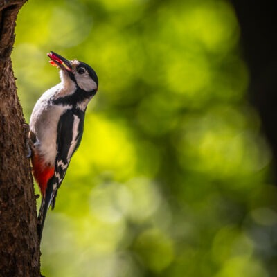 Canon EOS R7 | f/6.3 | 1/1600sec | ISO-2000 | 400mm | 2025-05-24 12:50:21 | Copyright: GFREE-PHOTO