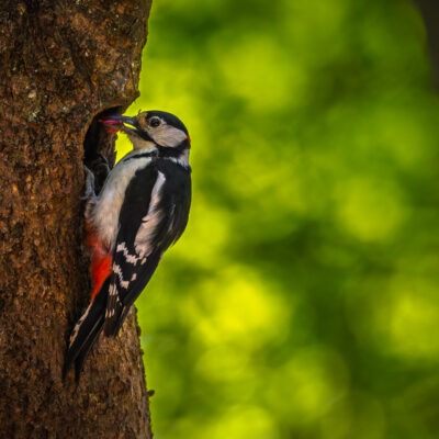 Canon EOS R7 | f/6.3 | 1/1600sec | ISO-3200 | 400mm | 2025-05-24 12:50:24 | Copyright: GFREE-PHOTO