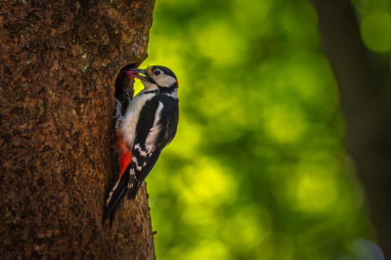 Canon EOS R7 | f/6.3 | 1/1600sec | ISO-3200 | 400mm | 2025-05-24 12:50:24 | Copyright: GFREE-PHOTO