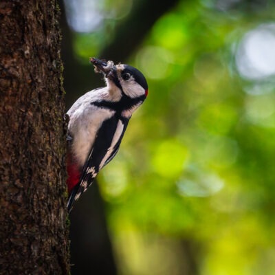Canon EOS R7 | f/7.1 | 1/2000sec | ISO-5000 | 400mm | 2025-05-24 12:54:38 | Copyright: GFREE-PHOTO