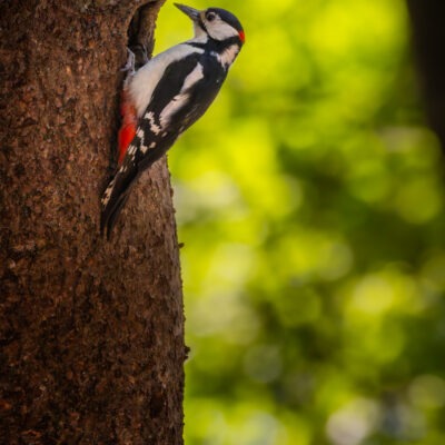 Canon EOS R7 | f/7.1 | 1/1600sec | ISO-3200 | 286mm | 2025-05-24 12:59:57 | Copyright: GFREE-PHOTO